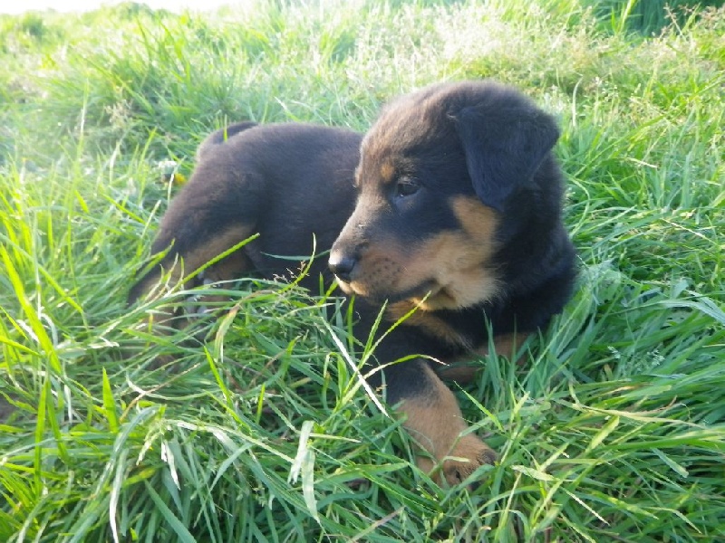 Du Ma'n Heol - Berger de Beauce - Portée née le 06/03/2014